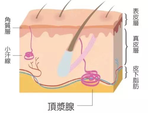 为什么腋臭会容易出现在青春期的朋友身上呢？