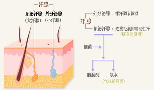 导致腋臭的发生的病因是什么